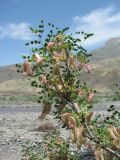 Colutea orientalis