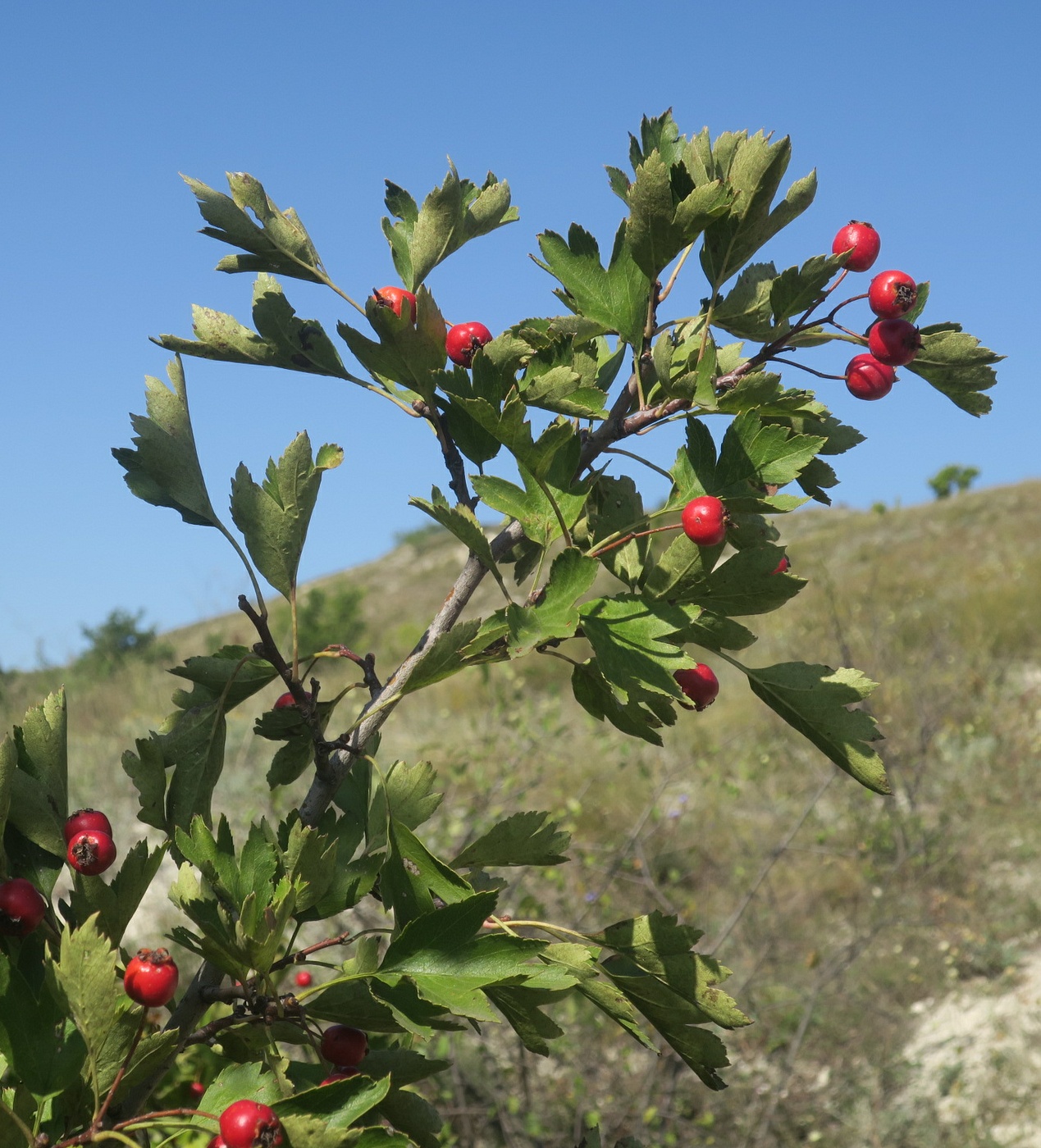 Image of Crataegus monogyna specimen.