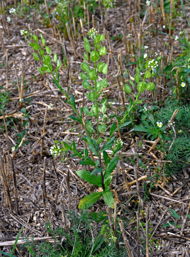 Image of Thlaspi arvense specimen.