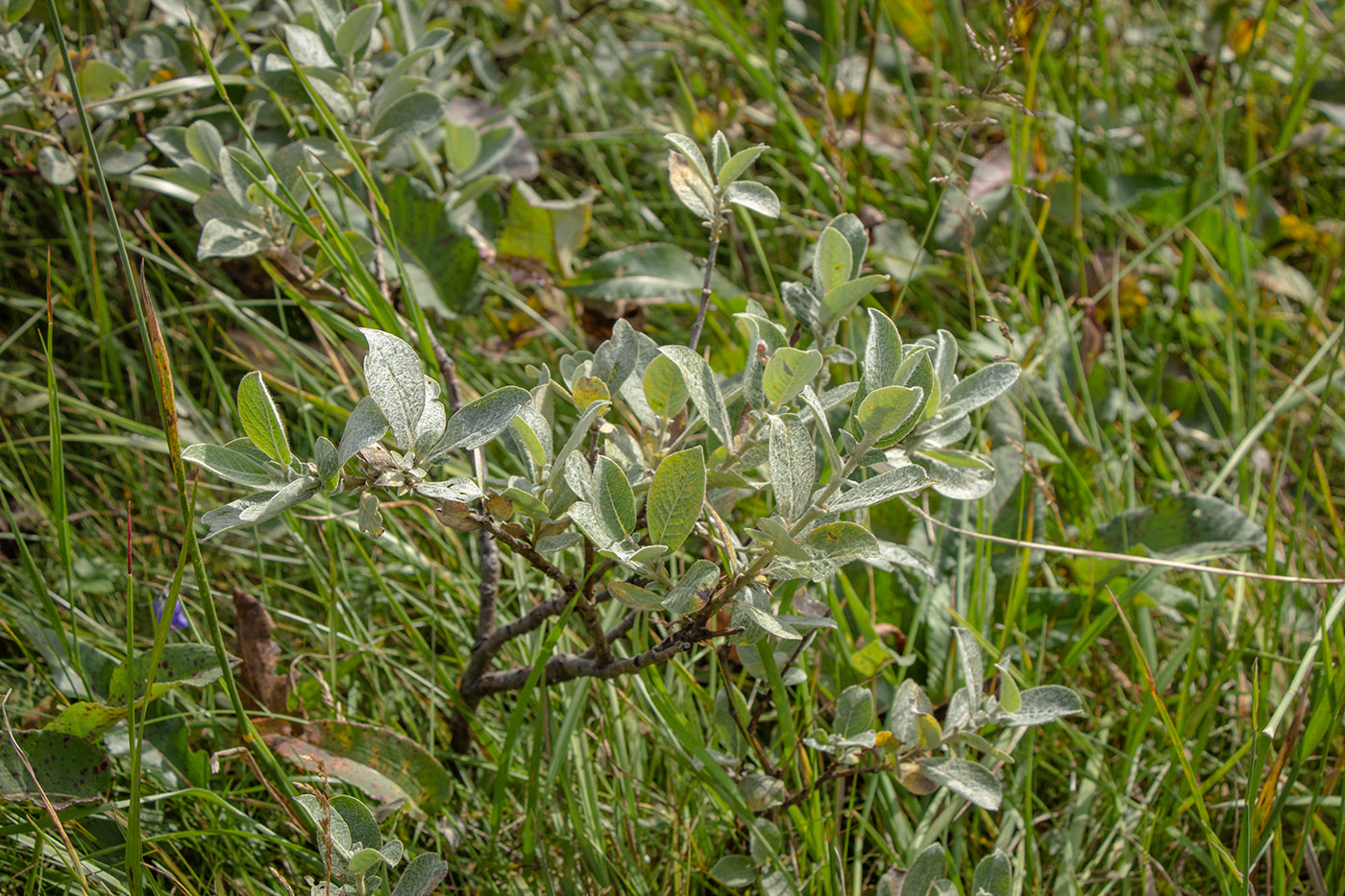 Изображение особи Salix glauca.