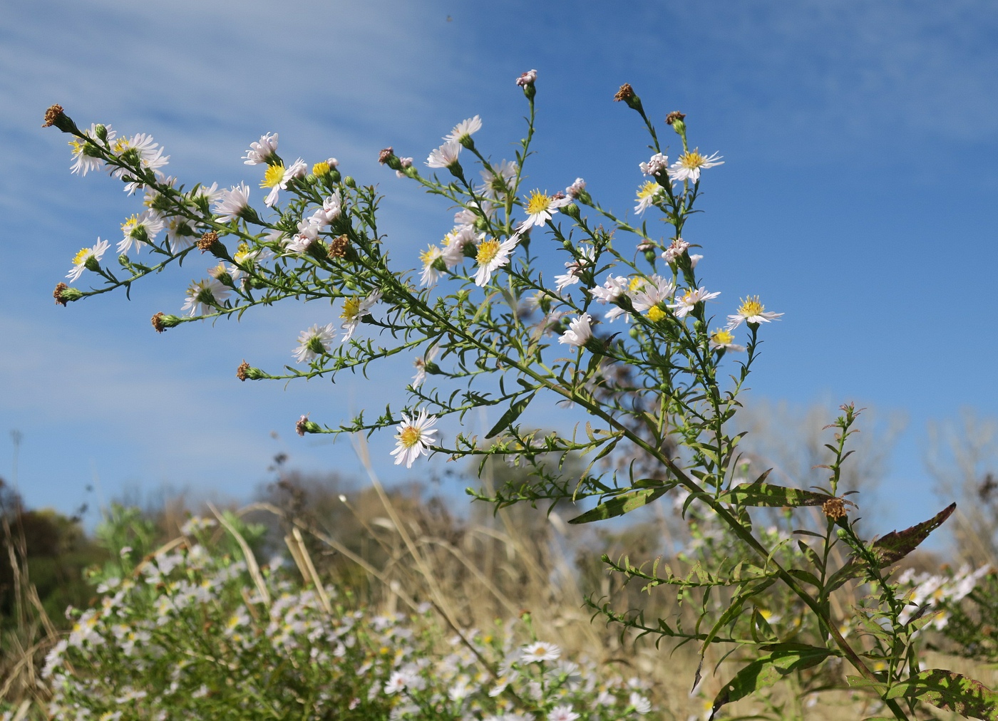 Image of Symphyotrichum &times; versicolor specimen.