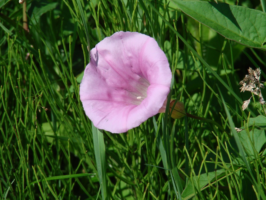 Image of Calystegia spectabilis specimen.