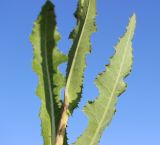 Sonchus arvensis subspecies uliginosus. Часть побега. Новосибирская обл., Карасукский р-н, окр. бывшего с. Баское, заболоченный луг. 01.08.2019.