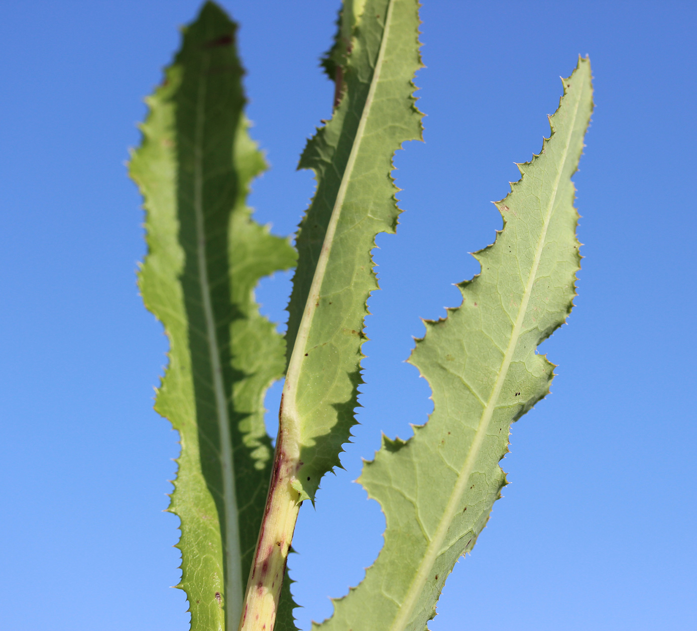 Image of Sonchus arvensis ssp. uliginosus specimen.