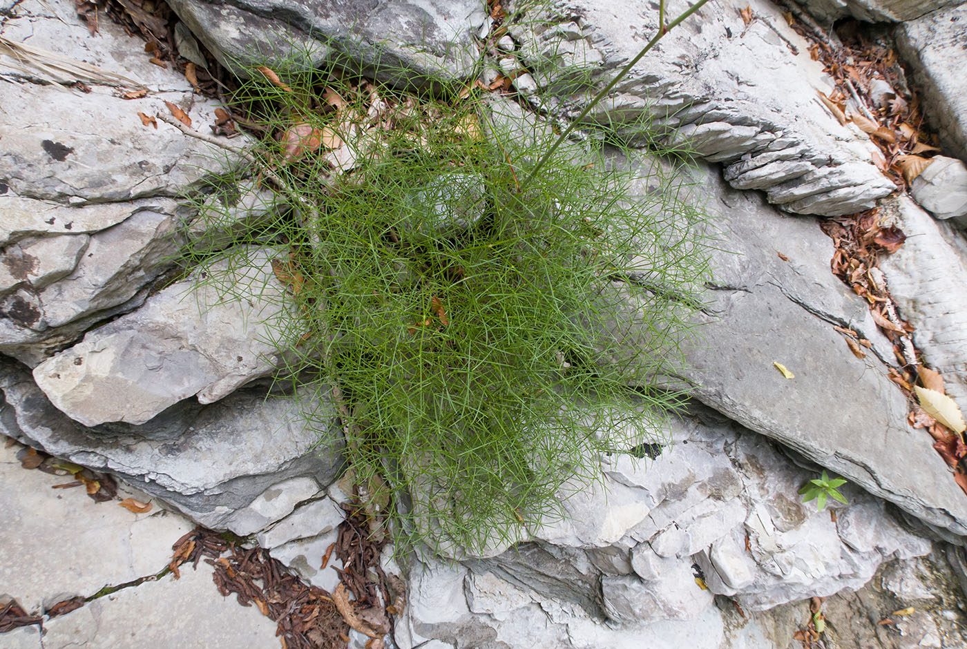 Image of Peucedanum longifolium specimen.