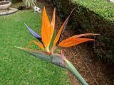 Strelitzia reginae