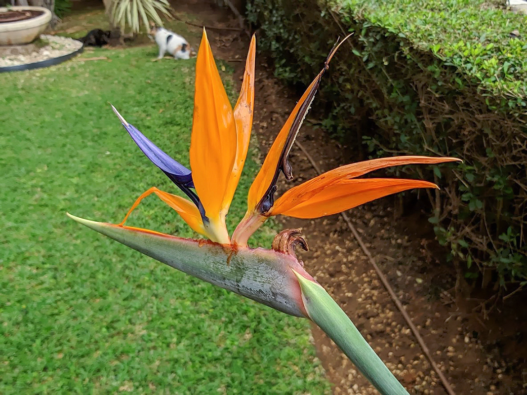 Изображение особи Strelitzia reginae.