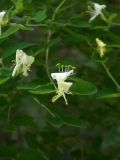 Lonicera floribunda