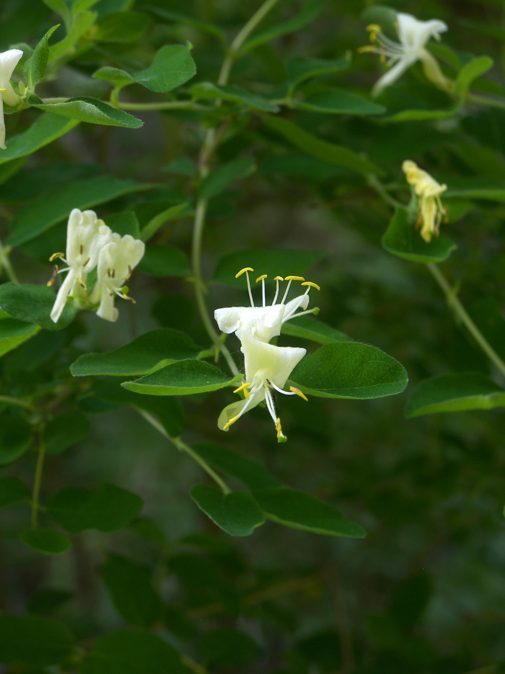 Изображение особи Lonicera floribunda.