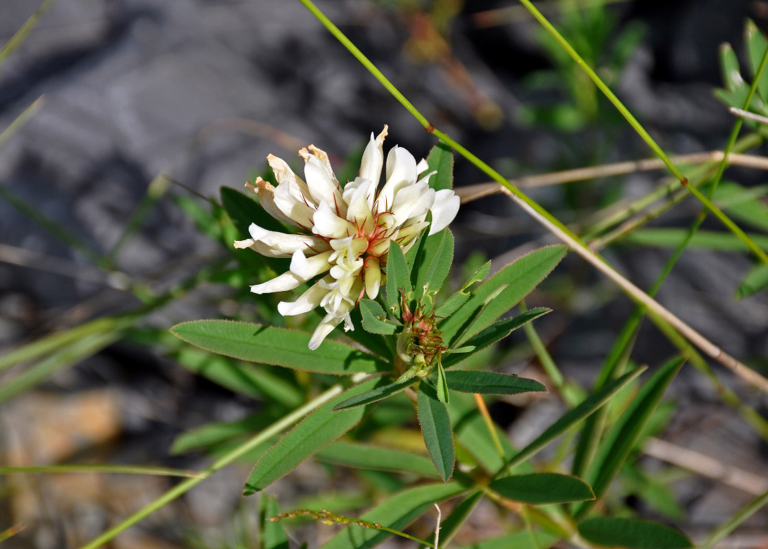 Image of Trifolium lupinaster specimen.