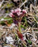 Petasites rubellus. Верхушка побега с соцветием. Алтай, Кош-Агачский р-н, долина р. Аккаллу-Озек, ≈ 2500 м н.у.м., горная тундра. 17.06.2019.