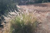 Pennisetum setaceum