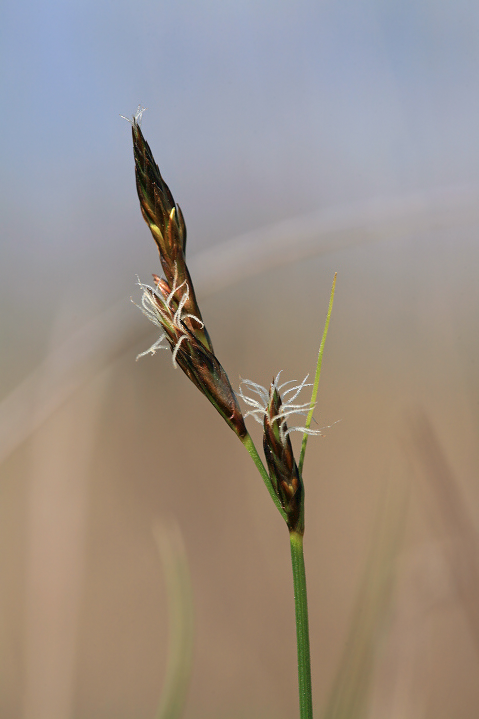 Image of Carex praecox specimen.