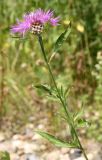 Centaurea jacea. Верхушка цветущего растения. Архангельская обл., Вельский р-н, окр. пос. Усть-Шоноша, берег р. Вель. 8 июля 2010 г.