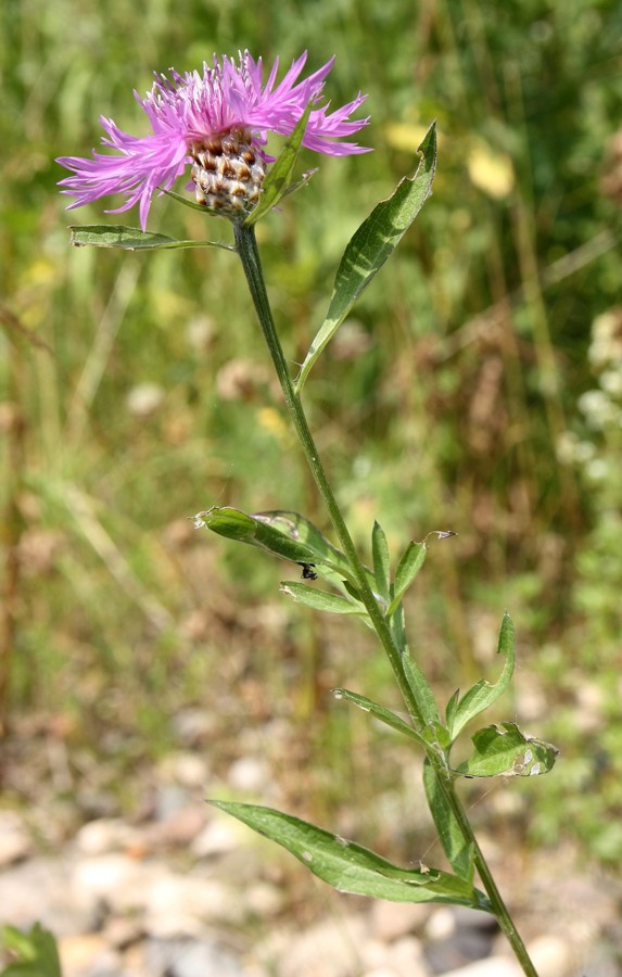 Изображение особи Centaurea jacea.