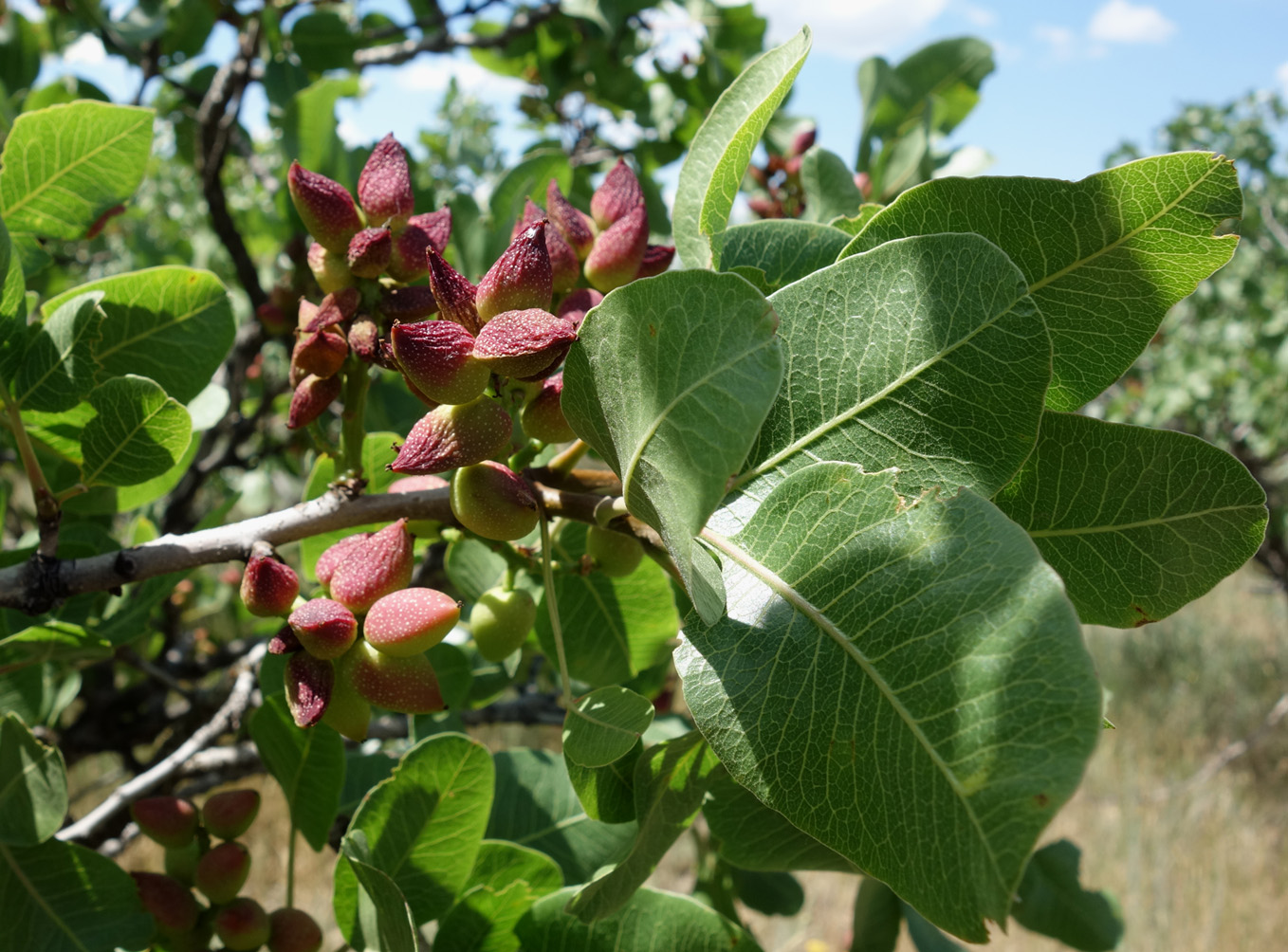 Image of Pistacia vera specimen.