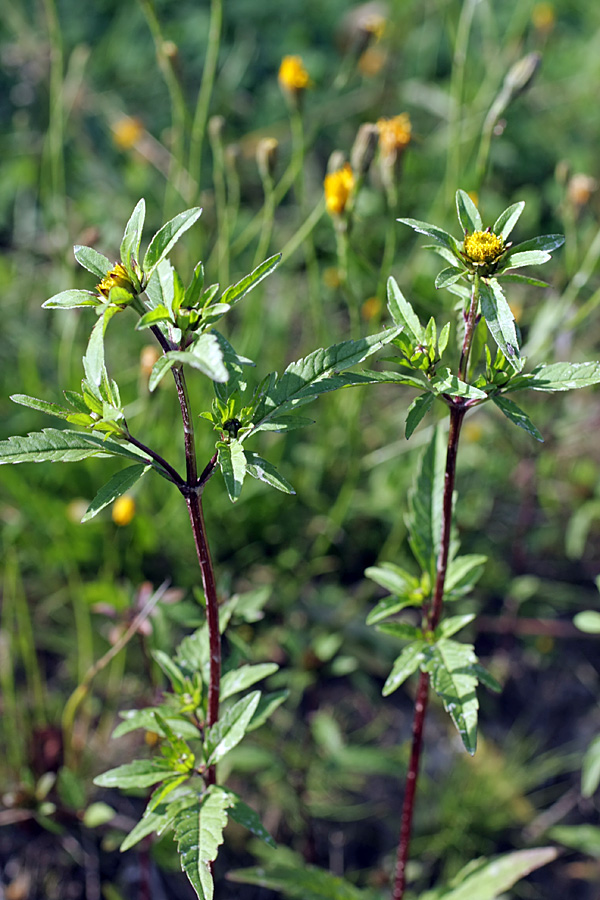 Image of Bidens tripartita specimen.