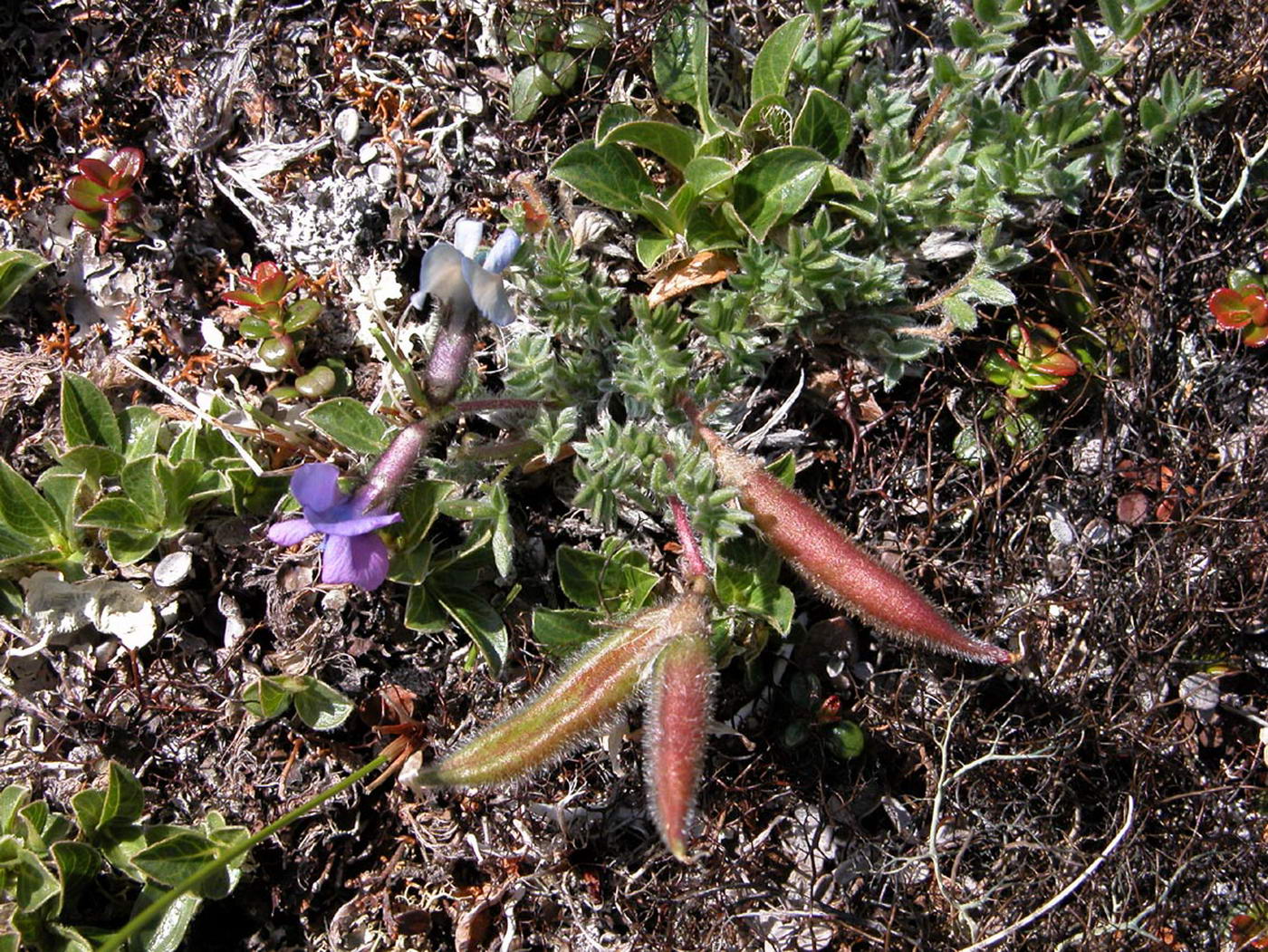 Изображение особи Oxytropis gorodkovii.