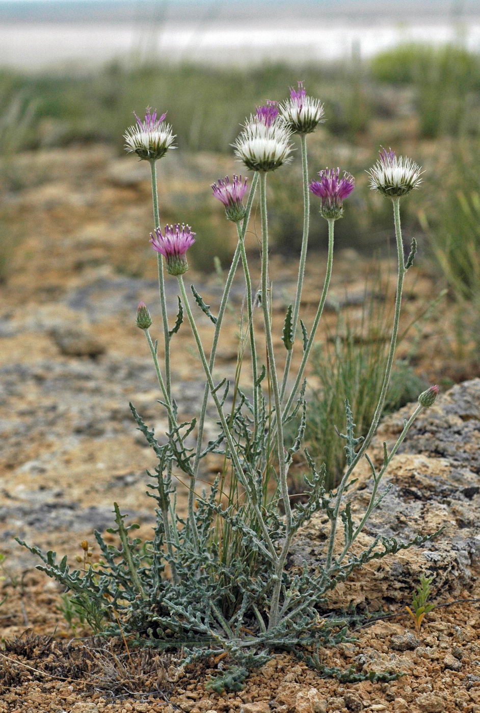 Image of Jurinea persimilis specimen.