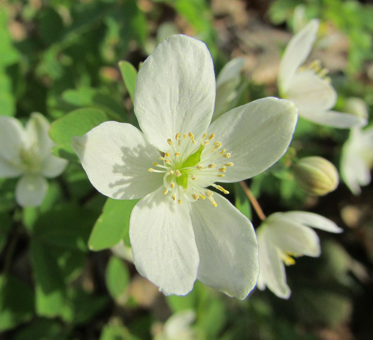 Изображение особи Isopyrum thalictroides.