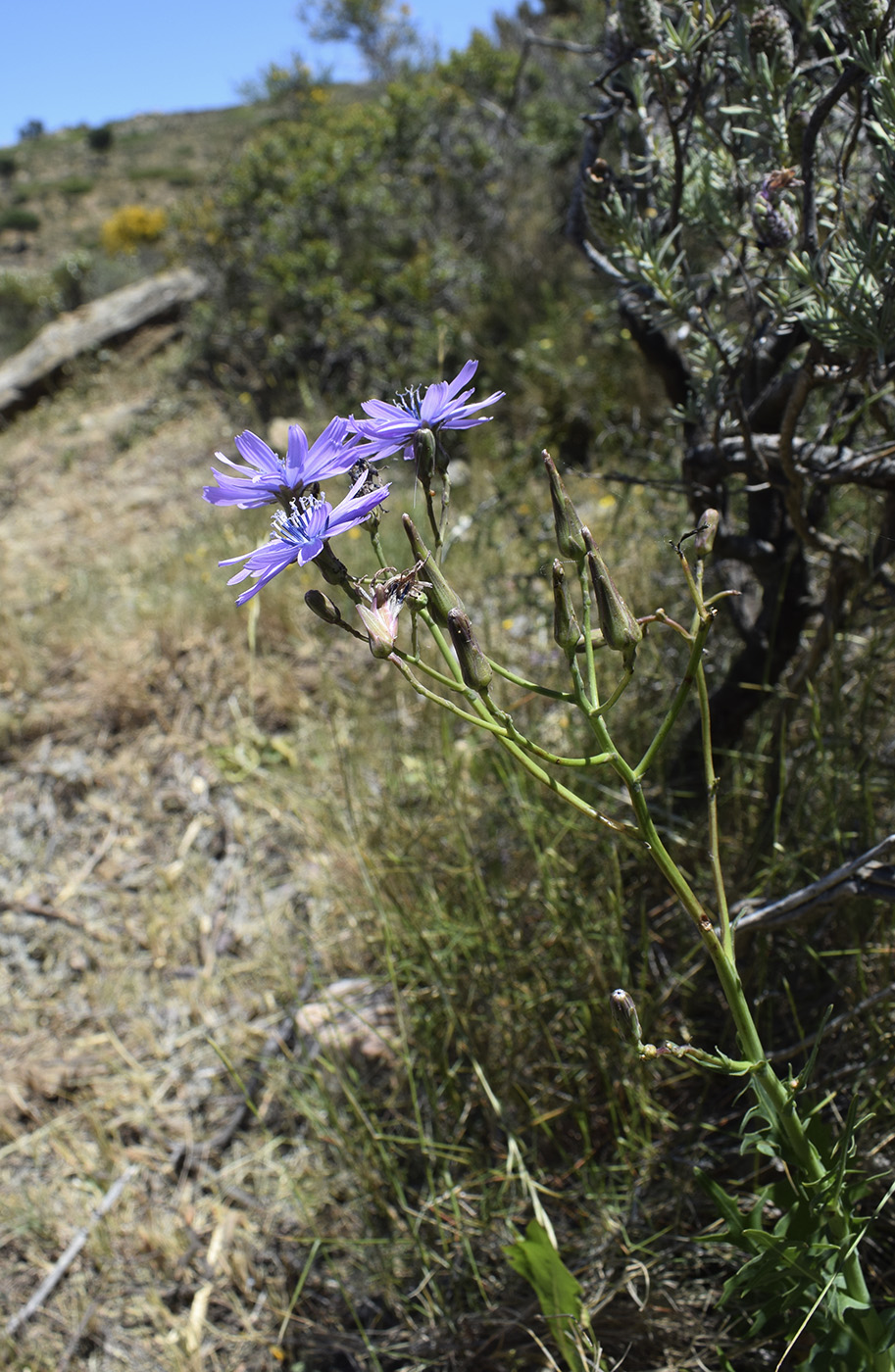 Изображение особи Lactuca perennis.