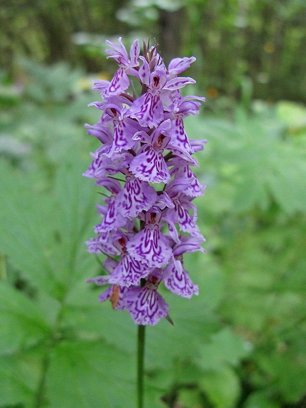 Изображение особи род Dactylorhiza.