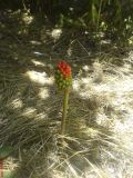 Arum elongatum