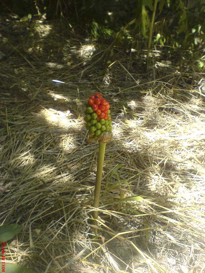 Image of Arum elongatum specimen.