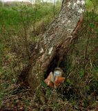 Betula pendula. Нижняя часть ствола в окружении кустов Rosa spinosissima. Идёт сбор сока. Московская обл., г. Электрогорск, залежь на месте садовых участков на западной окраине города. 06.05.2020.