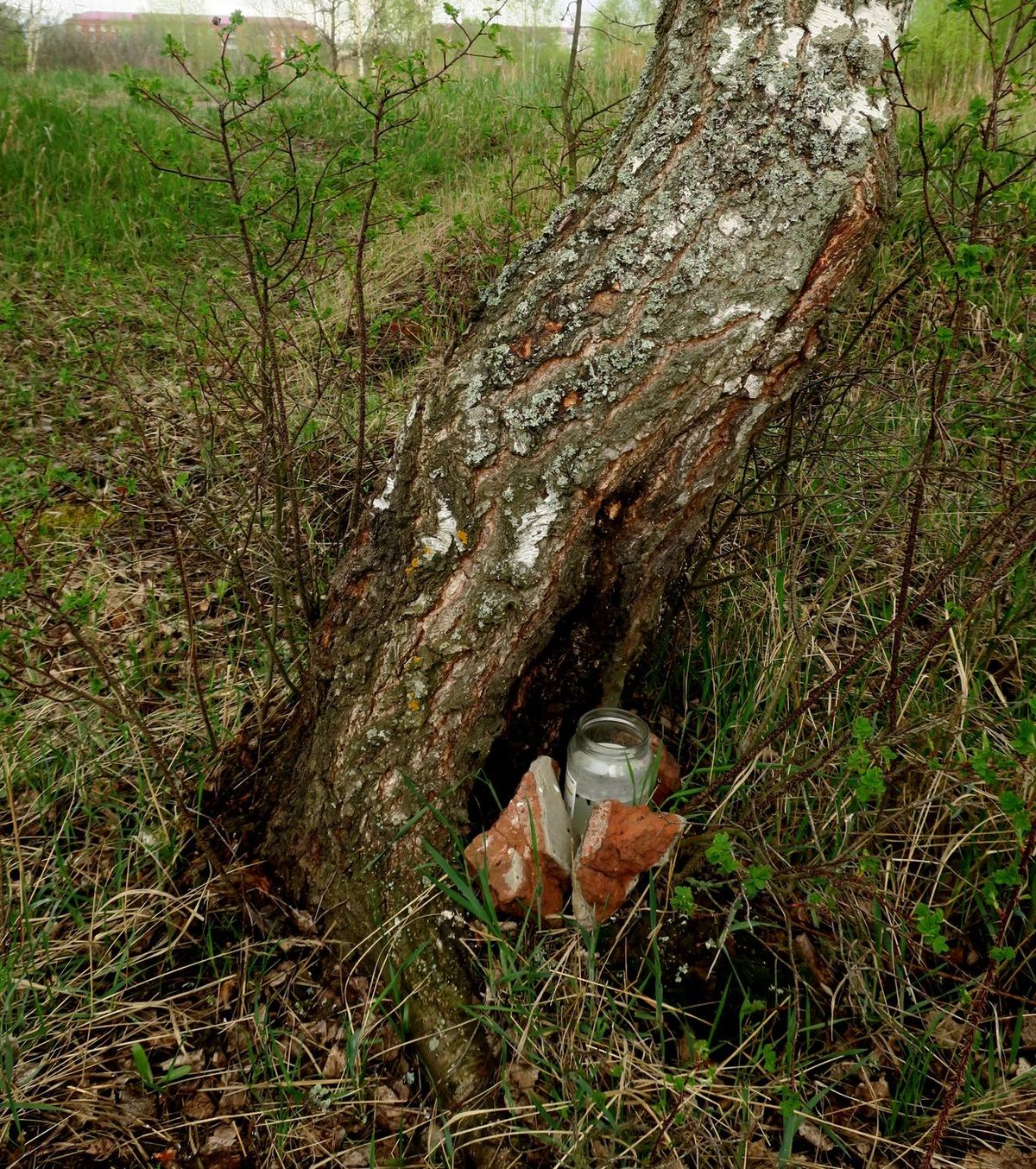 Изображение особи Betula pendula.