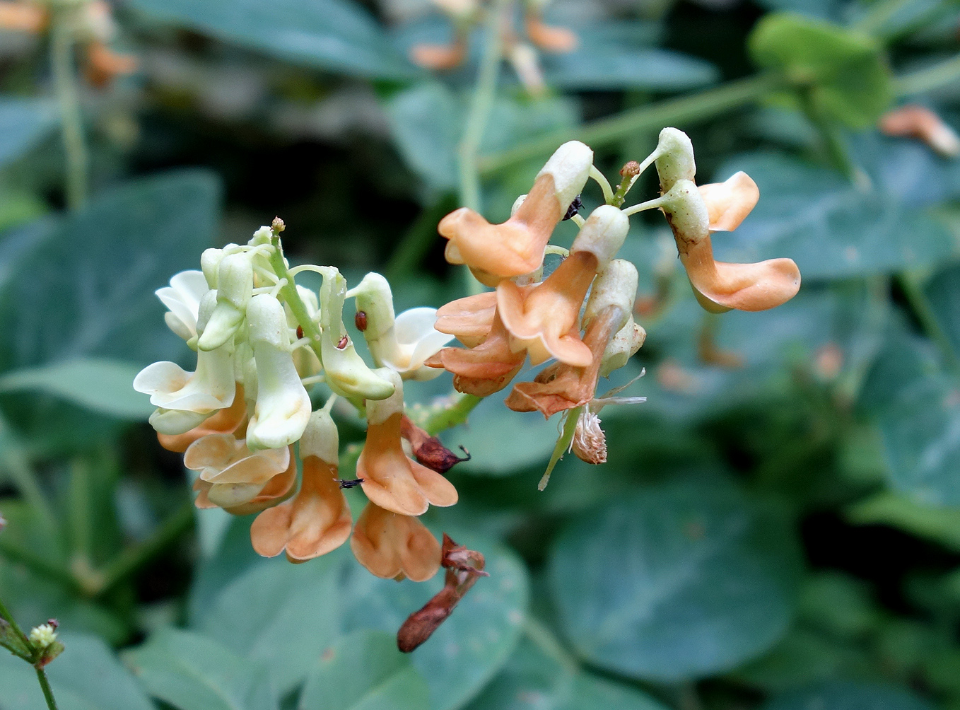 Изображение особи Lathyrus davidii.