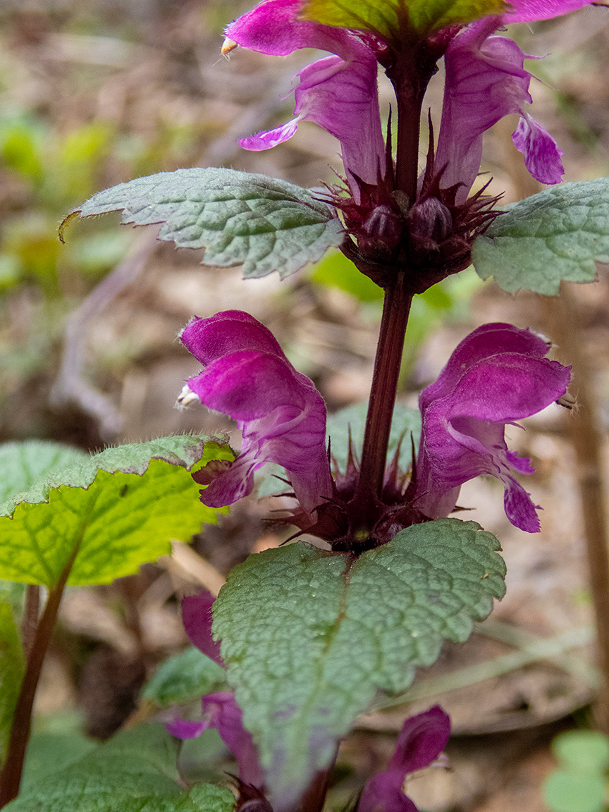 Image of Lamium maculatum specimen.