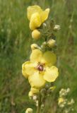 Verbascum marschallianum. Верхушка соцветия. Украина, г. Запорожье, луговая степь на склоне балки. 05.06.2020.
