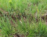 Carex leporina. Плодоносящее растение. Приморский край, Шкотовский р-н, с. Анисимовка, на лугу. 18.06.2020.