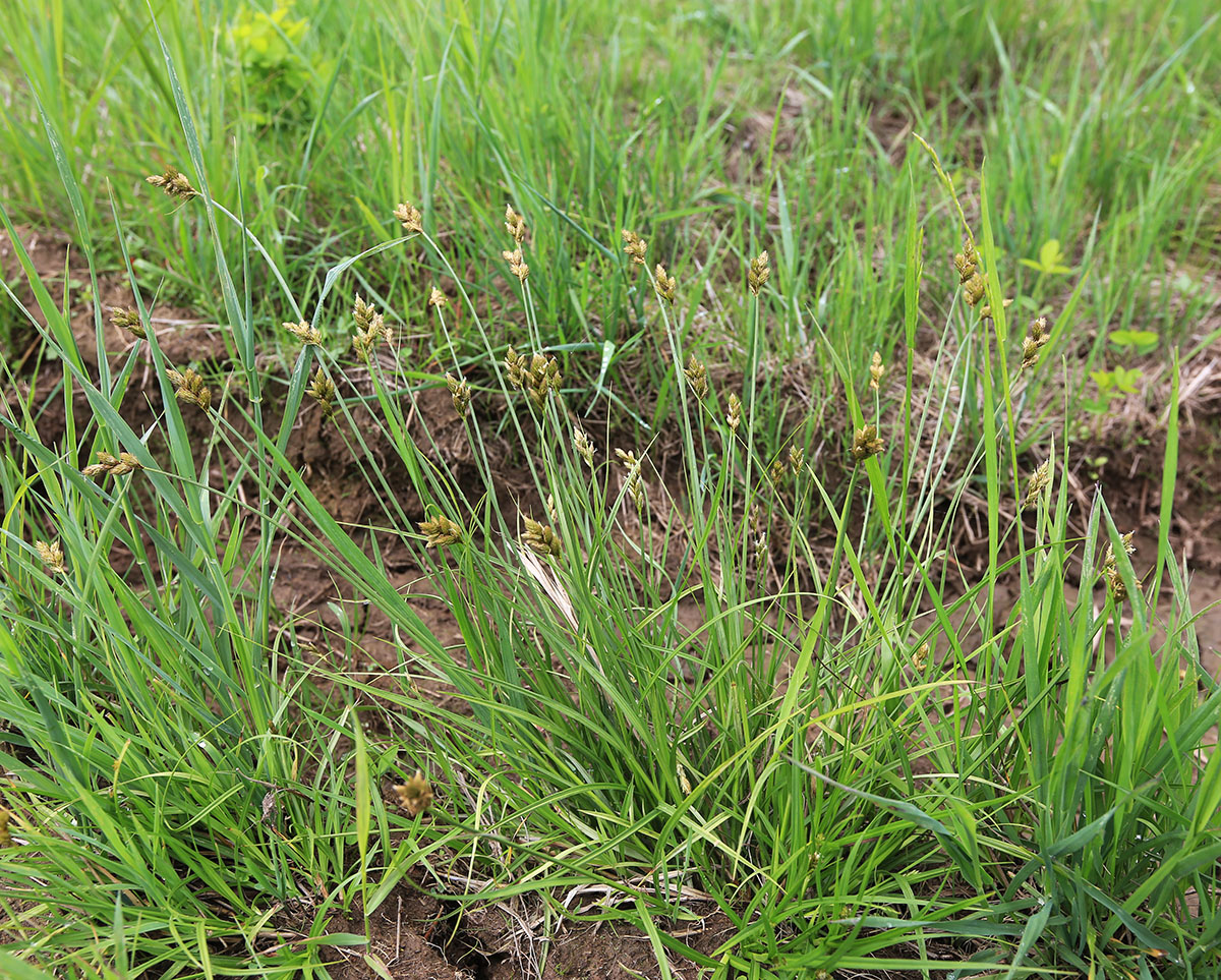 Изображение особи Carex leporina.