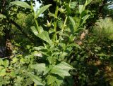 Verbascum blattaria. Средняя часть стебля с основаниями боковых побегов и незрелыми плодами-коробочками. Украина, г. Запорожье, балка между Космическим мкрн. и Опытной станцией. 29.06.2020.