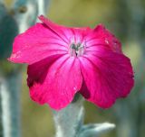 Lychnis coronaria