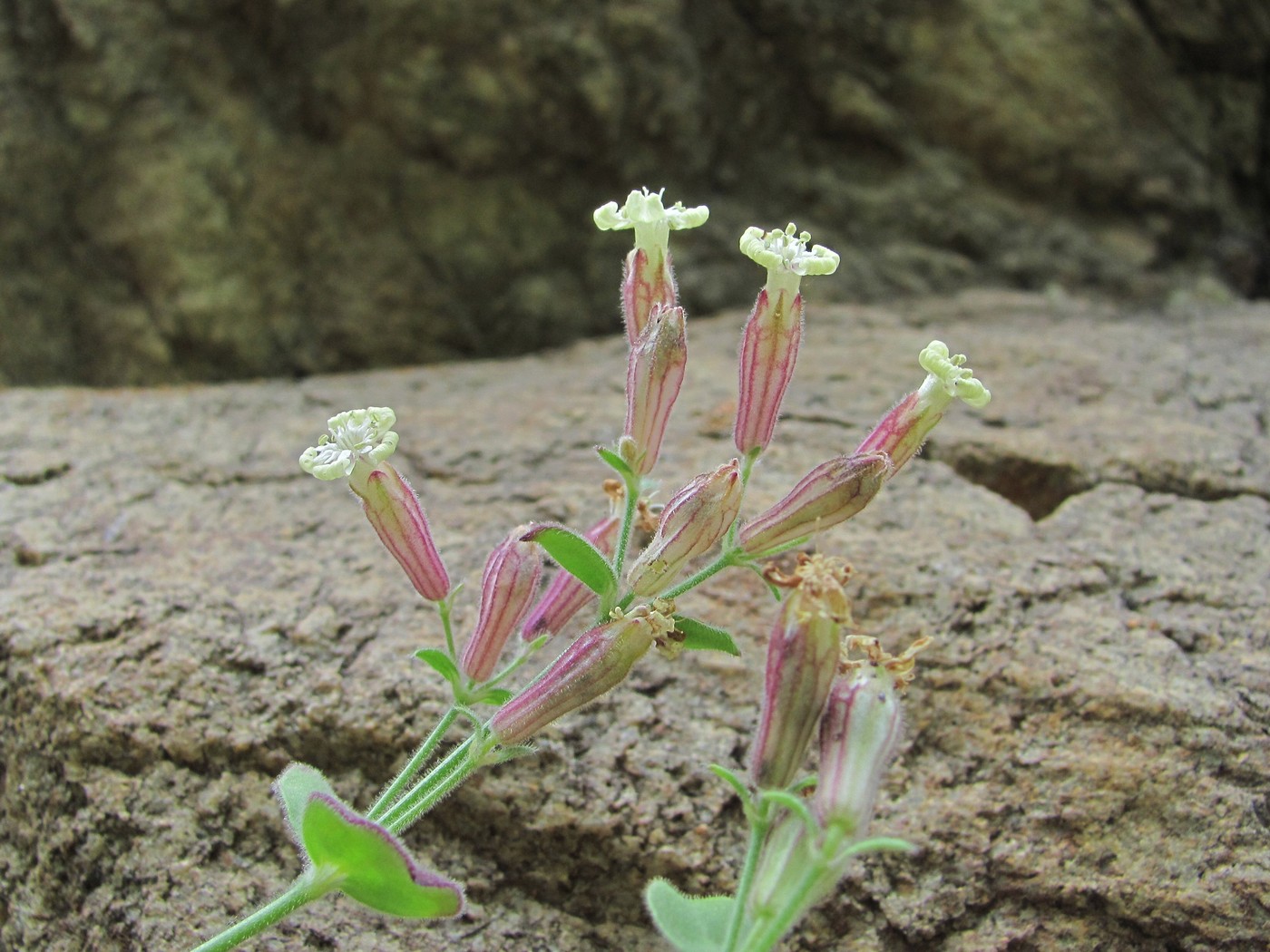 Image of Silene pygmaea specimen.