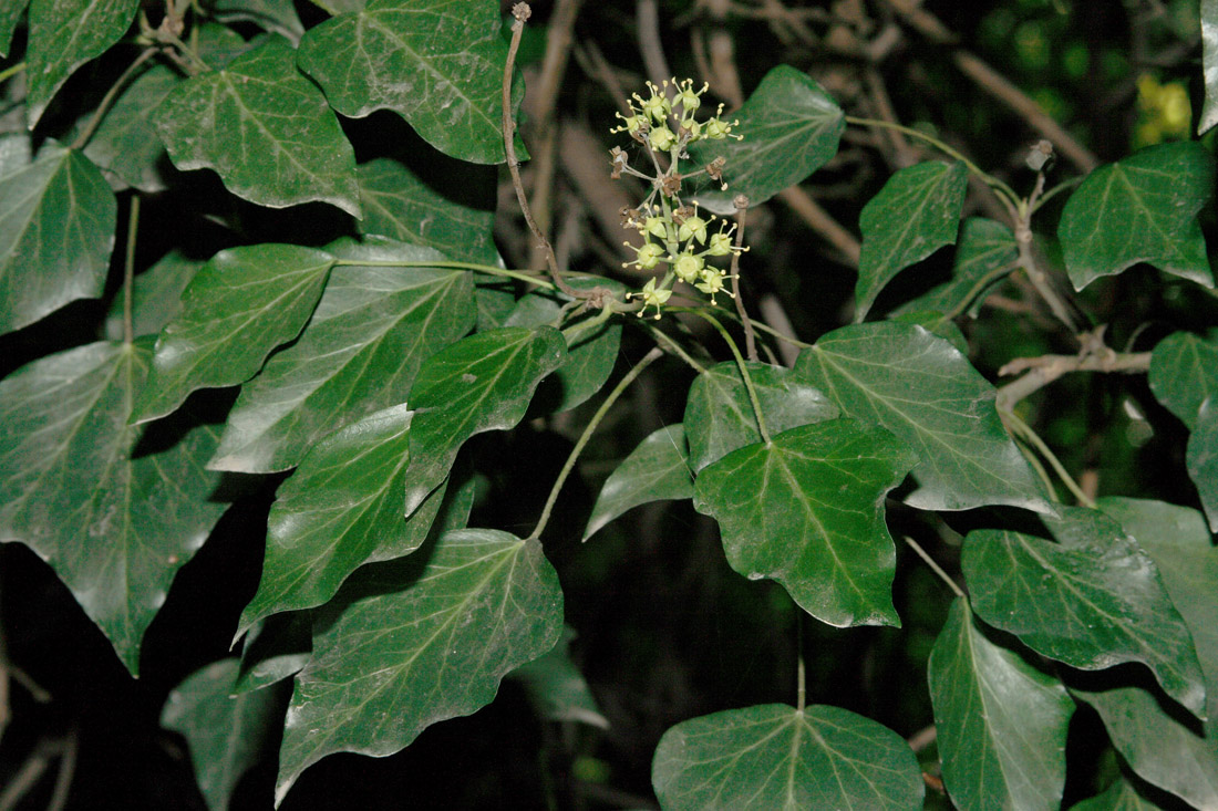 Изображение особи Hedera pastuchovii.