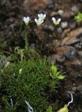 Minuartia arctica