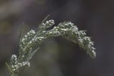 Artemisia vulgaris