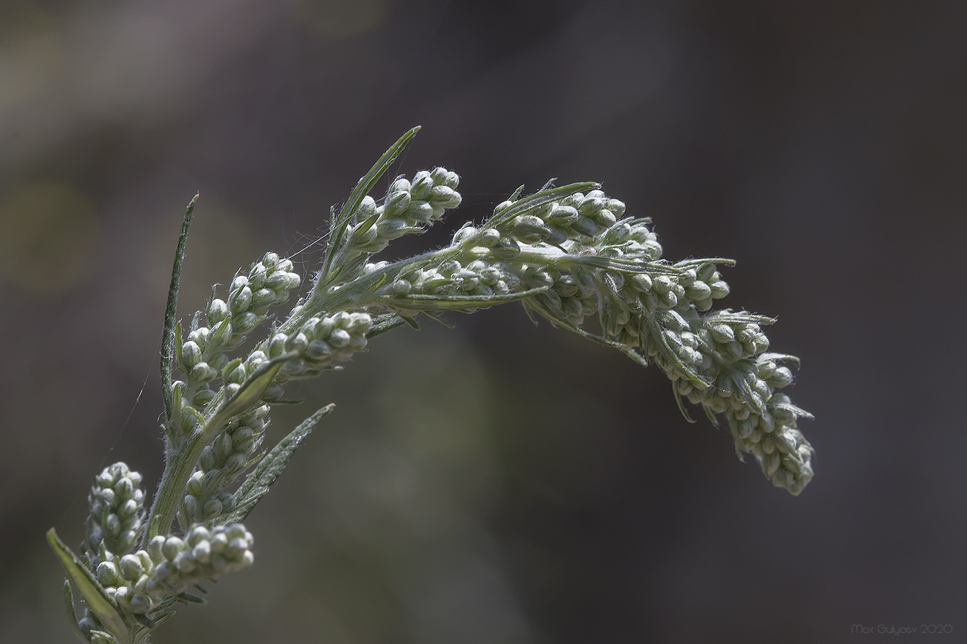 Image of Artemisia vulgaris specimen.