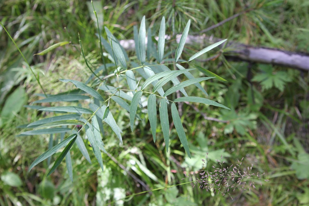 Изображение особи Lathyrus frolovii.