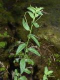 genus Epilobium