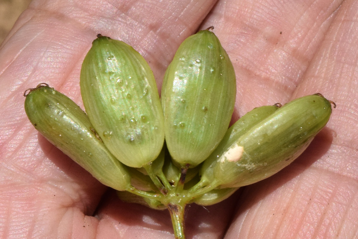 Image of genus Ferula specimen.