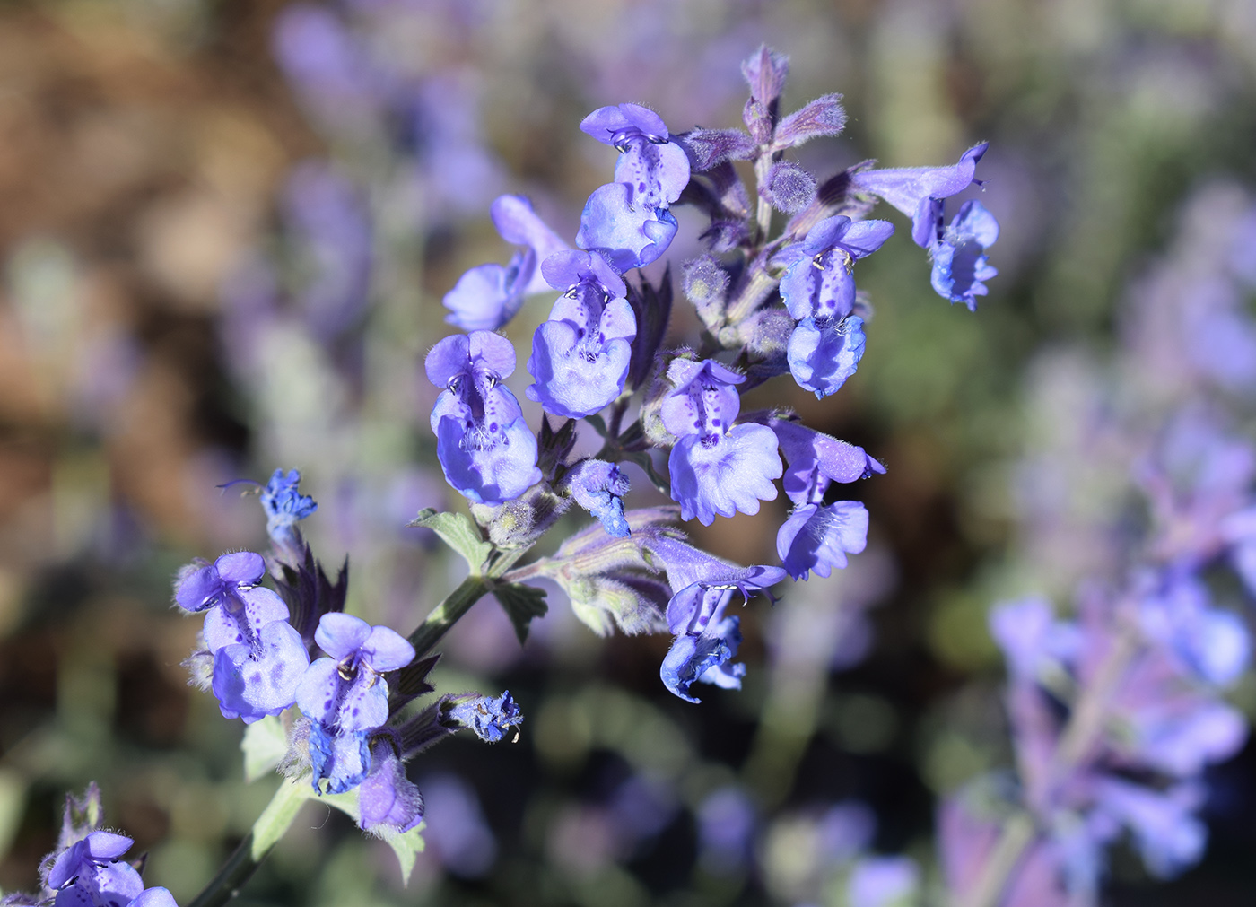 Изображение особи Nepeta mussinii.