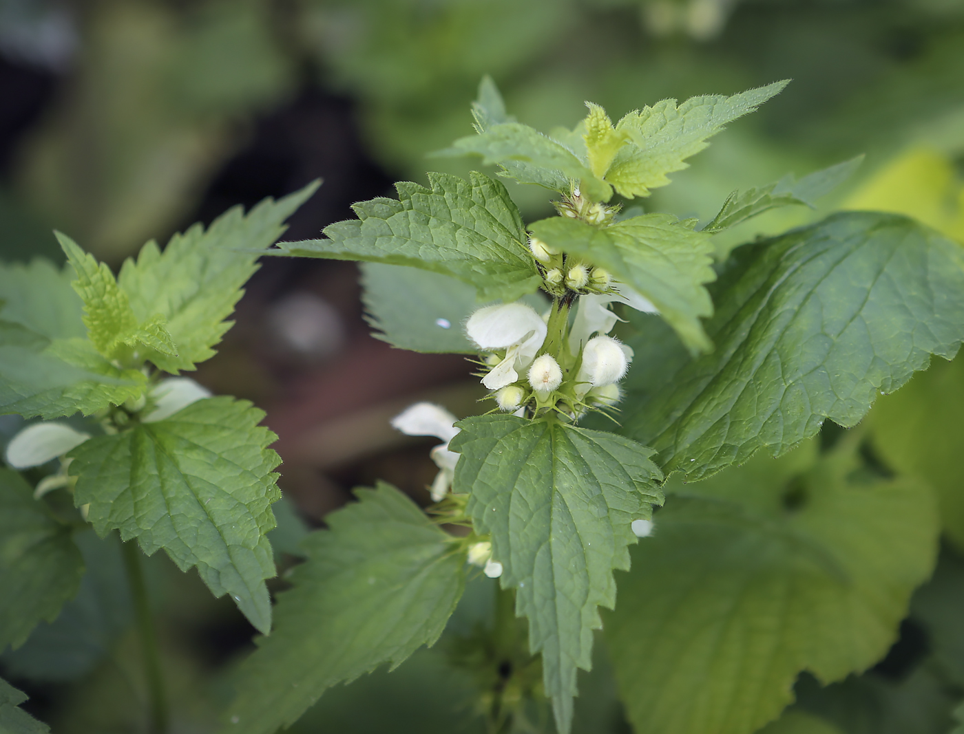 Image of Lamium album specimen.