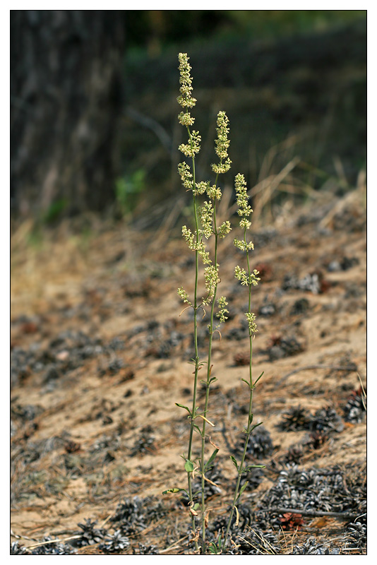 Изображение особи Silene borysthenica.