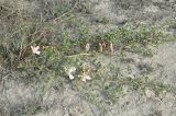 Capparis herbacea