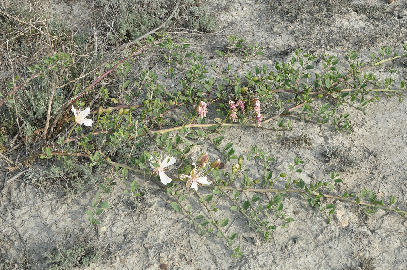 Изображение особи Capparis herbacea.